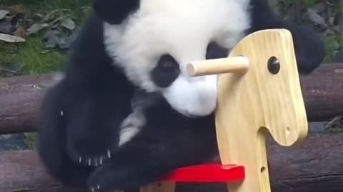 panda