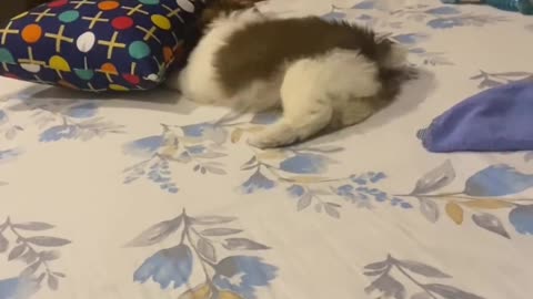funny animal video