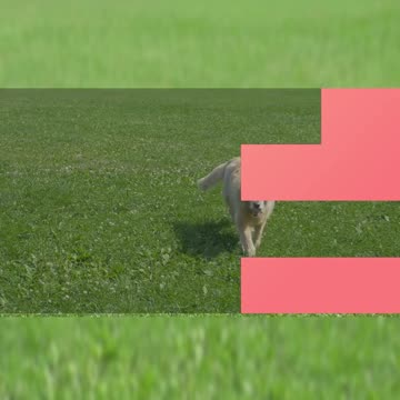 5 things you don't know your Dog can do