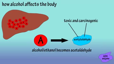 Alcohol - How Alcohol Affects The Body - What Causes A Hangover