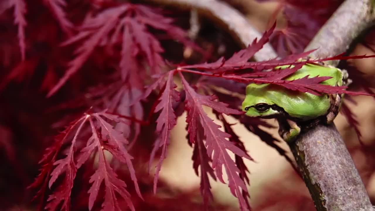 Poison dart frogs