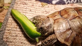 Stanley having a munch