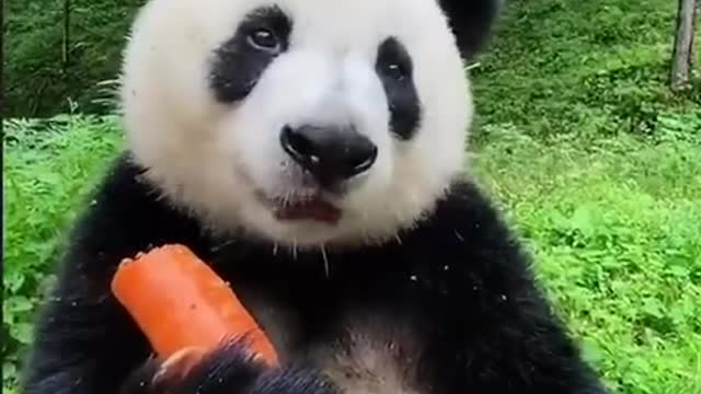 bear panda