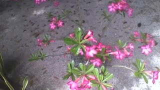 The desert rose are seen in the botanical garden, they are wonderful [Nature & Animals]