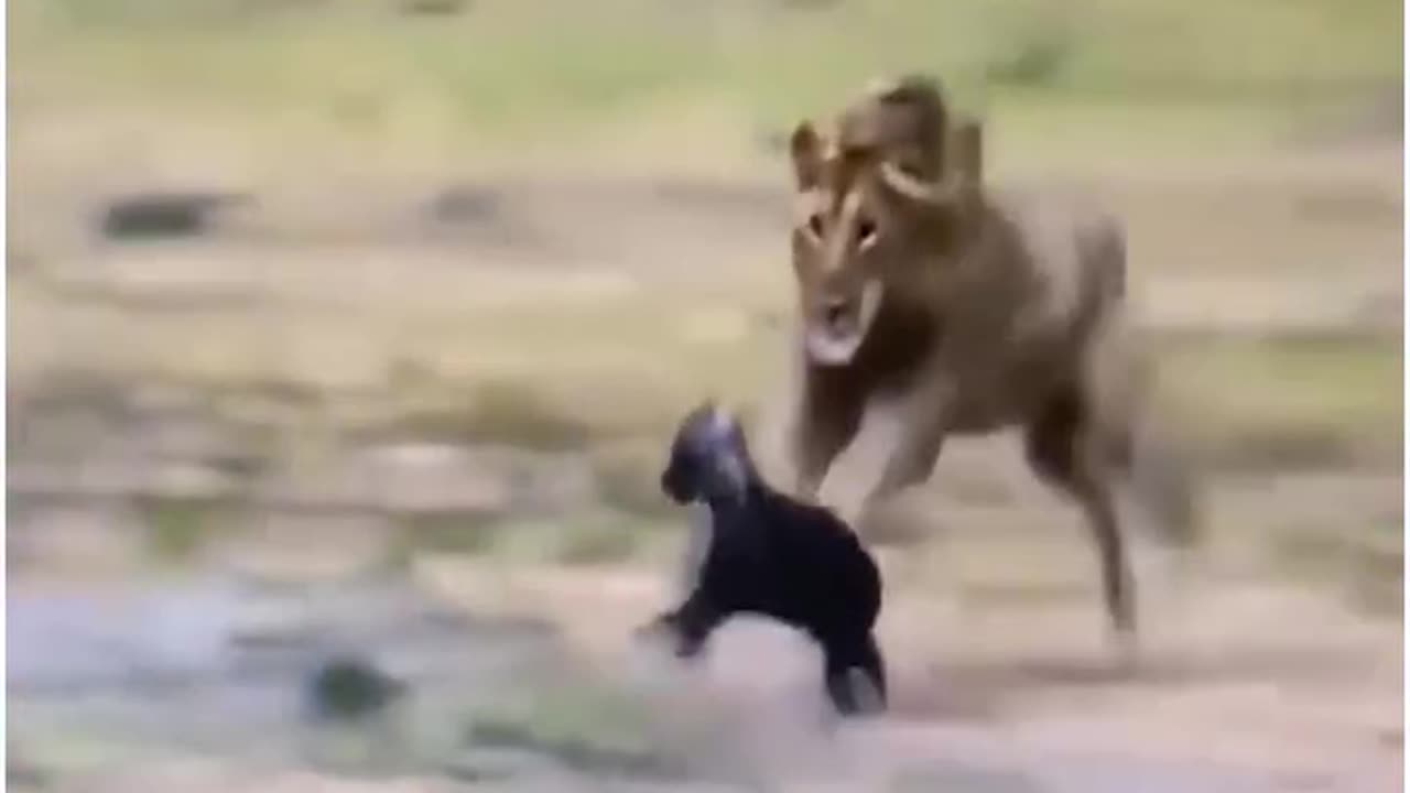 angry animals fighting with other