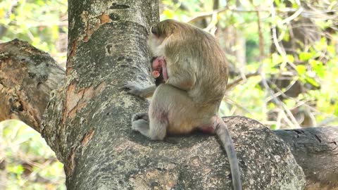 Mom testing baby not safe , Baby learning to climbs very smart,