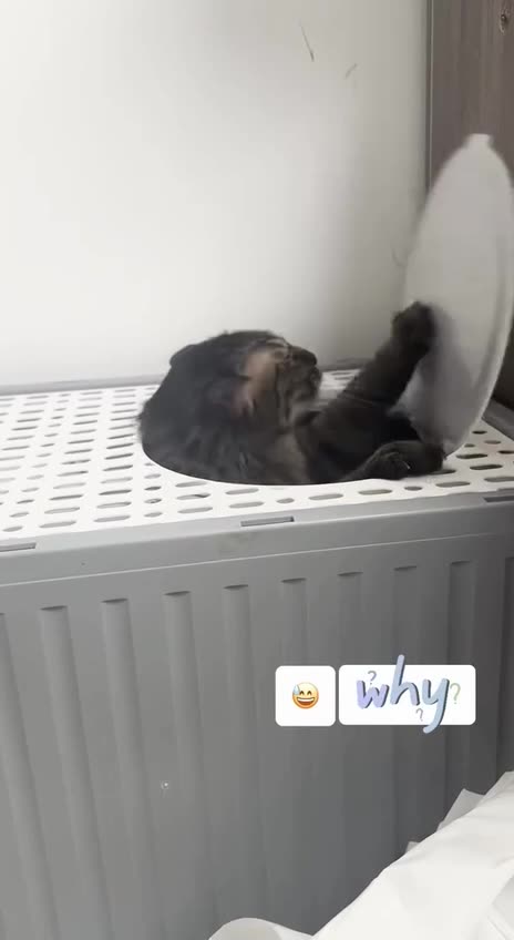 Everything is a game to cats