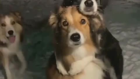 Dog friends enjoy