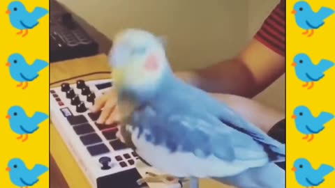 Parrot 🐦funny 😂moment☝️
