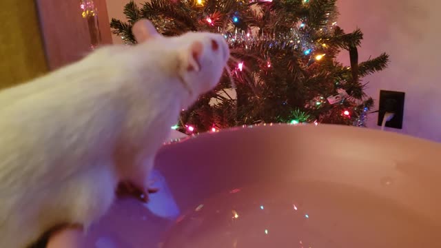 Ada had a tumor!