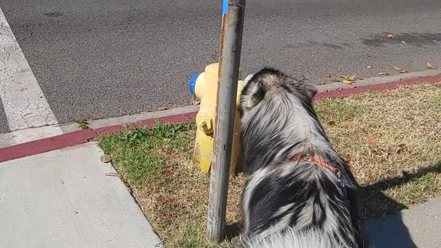 Husky imitating firetruck sound