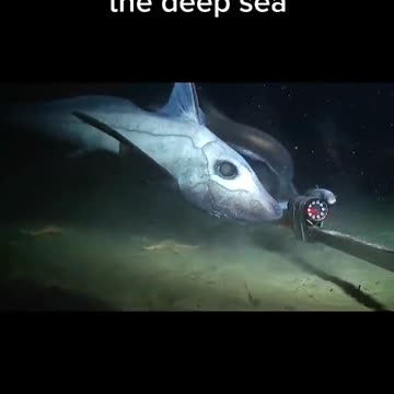 This is a ghost shark that is all move along