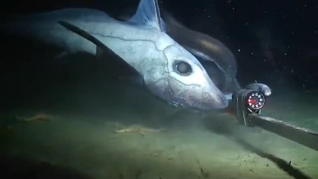 This is a ghost shark that is all move along