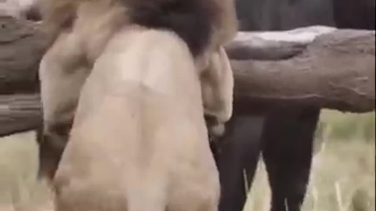 Lion attack buffalo