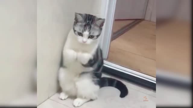 Cute Funny Cat Video 2021 #16