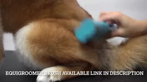 Crazy Shiba Inu won battle against groomer