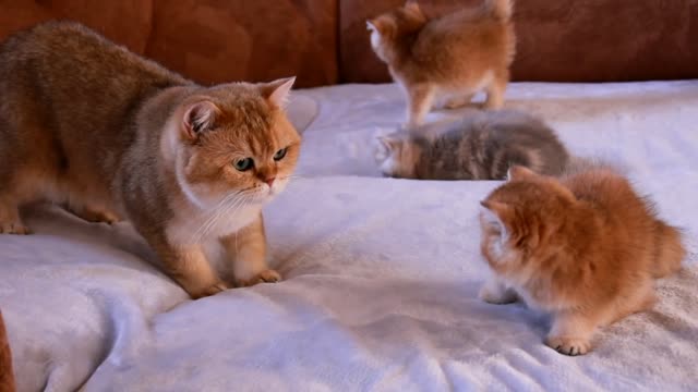 William Cat Reaction to his Baby Cats | Cuteness | Funny video