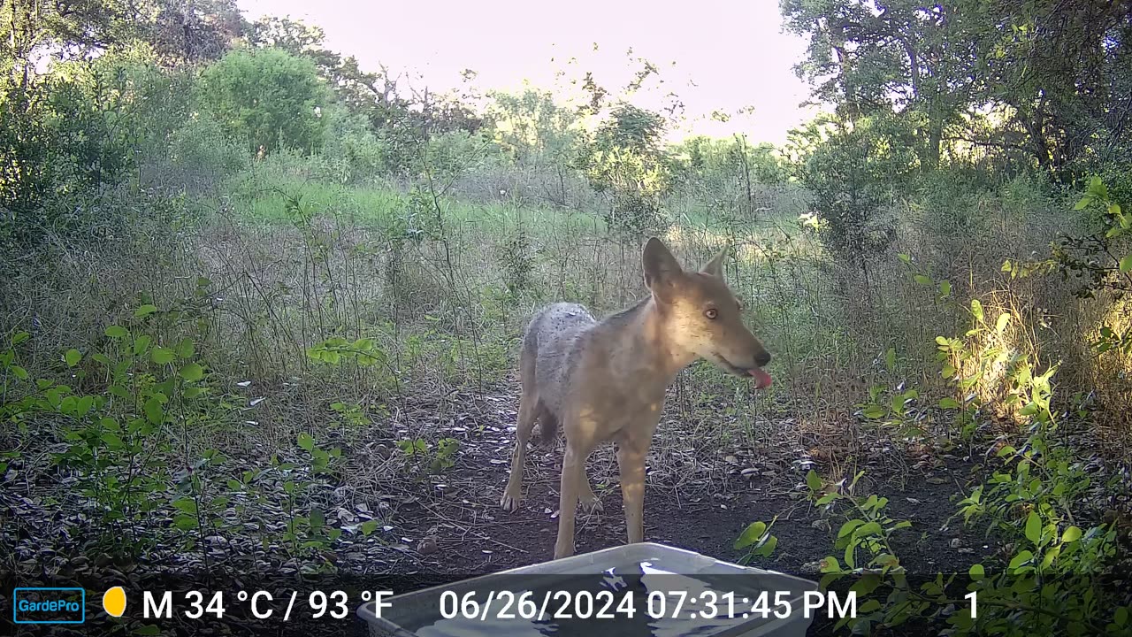 Coyote ... or Pet Dog