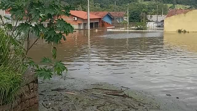 Man Rescues Stranded Dog From Floodwaters