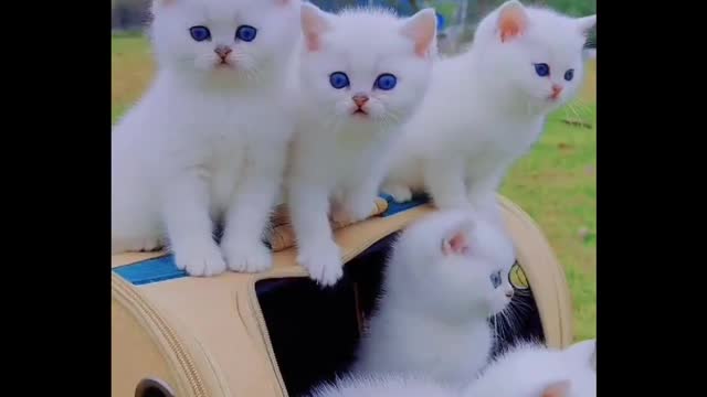 Cute cats