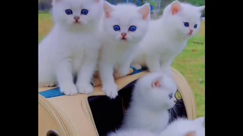 Cute cats