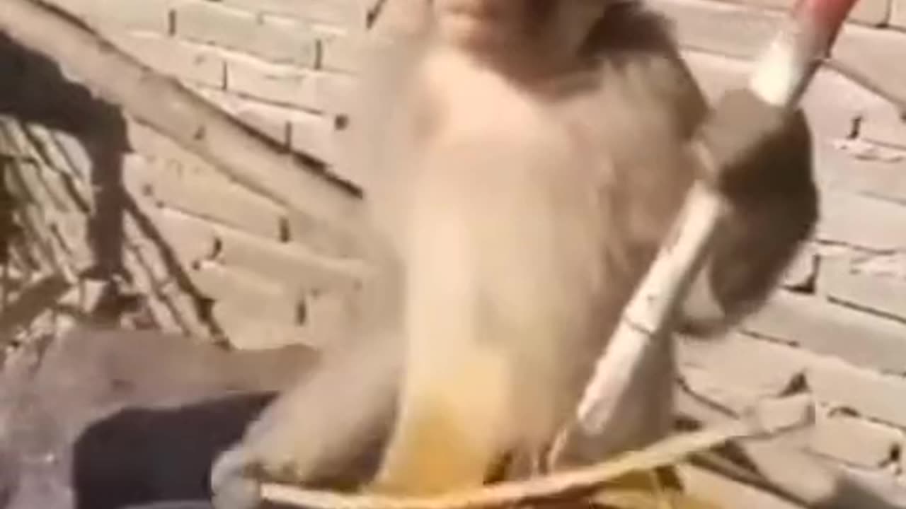 New funny video