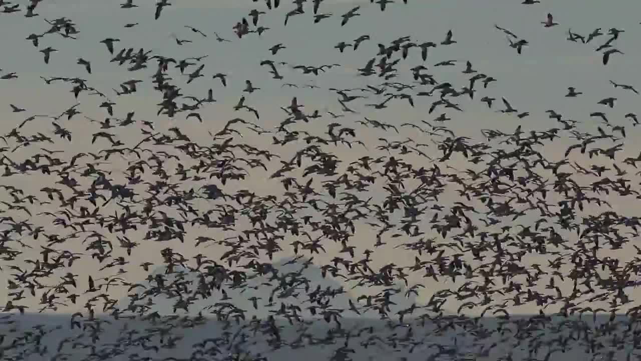 Massive Snow Goose (Geese) eruption in New Mexico