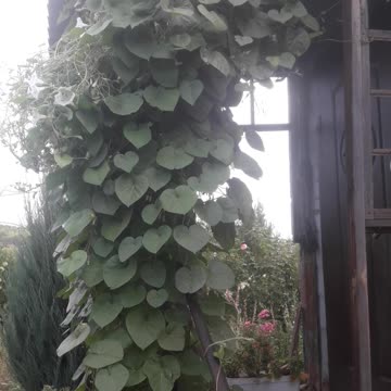 Morning Glory Decorated the Porch