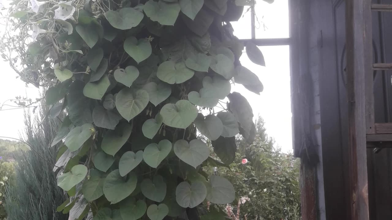 Morning Glory Decorated the Porch