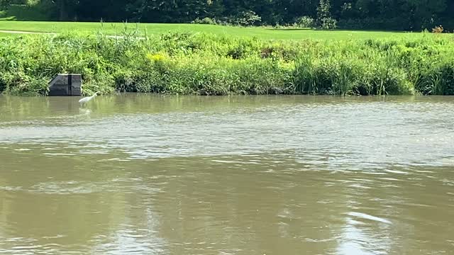 Great White Egret fishing