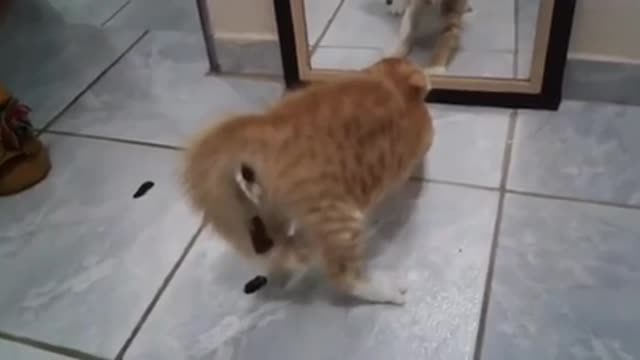 funny cat shitting himself after looking his reflection