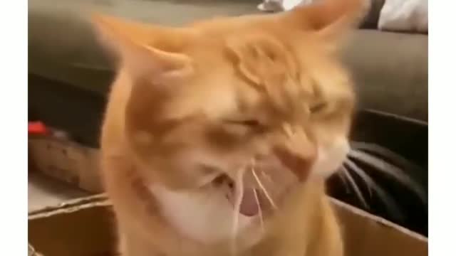 Cat mems funny video