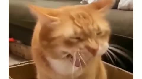 Cat mems funny video