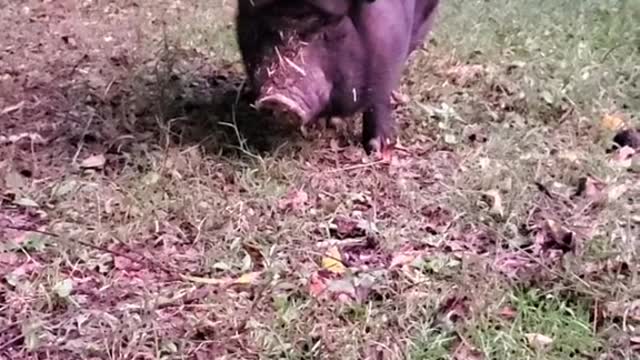 izzy#isabelle#pig