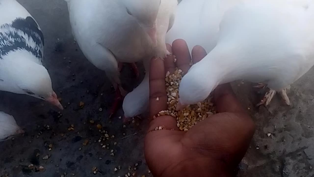 Bird love