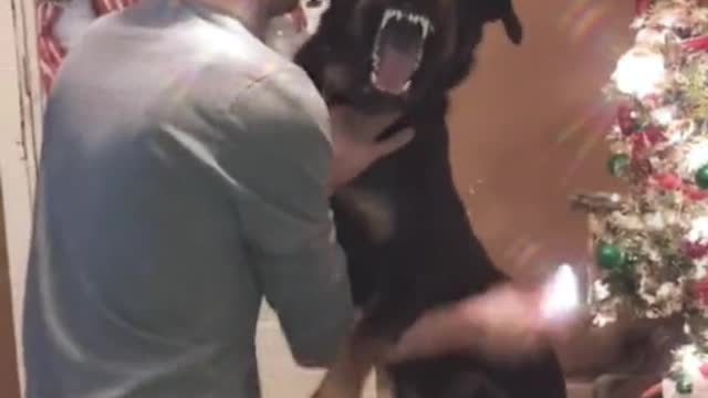 Rottweiler