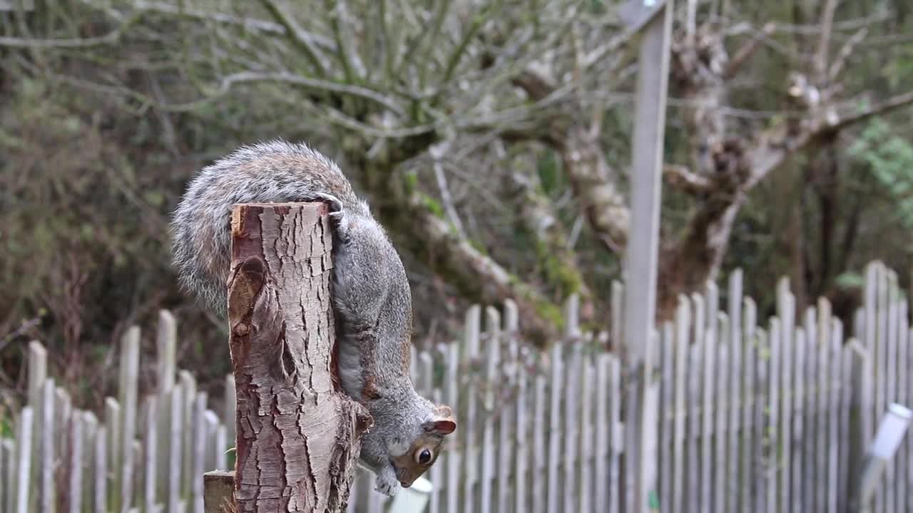 Squirrel Grey Squirrel Feeding Garden Uk Animal