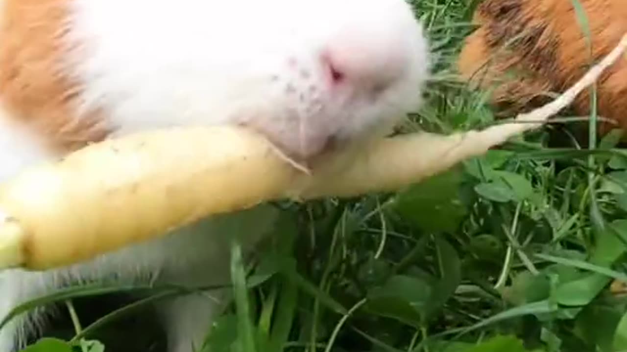 Don’t let their names fool you! Guinea pigs Triscuit, love to eat carrots fresh from the garden 🥕