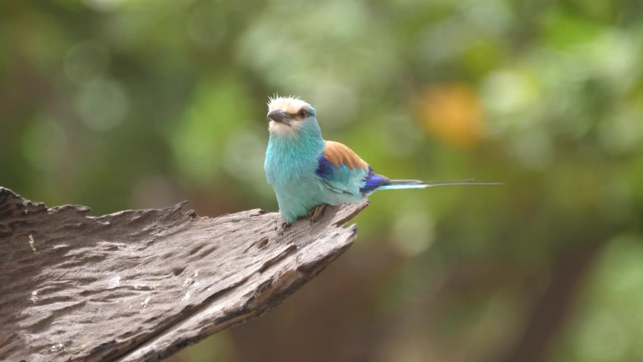 Colorful bird on a tree