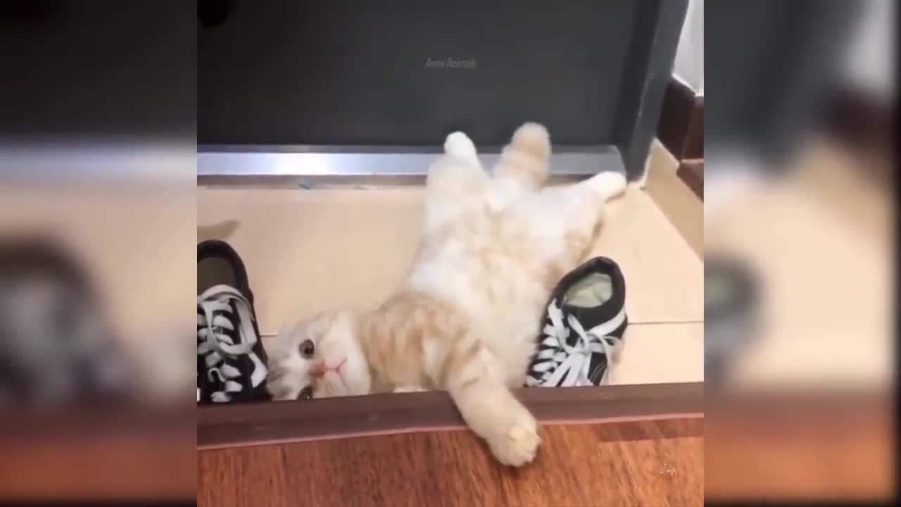 Baby Cats - Cute and Funny Cat Videos Compilation #30