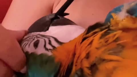 macaw relaxing with his lovery owner