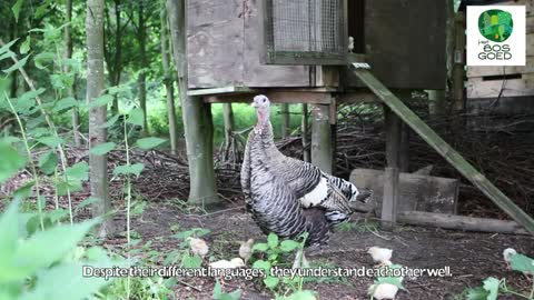 Turkey with chicken chicks