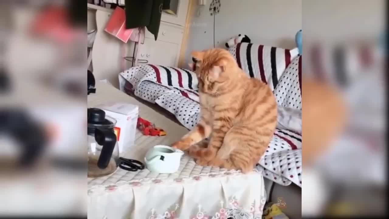 Funniest & Cutest cat | Funny cat videos 😻😻😻😻😻