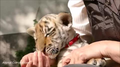 Cute baby Tiger Cubs Playing