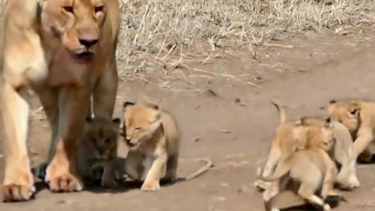 Cute baby lion 🦁