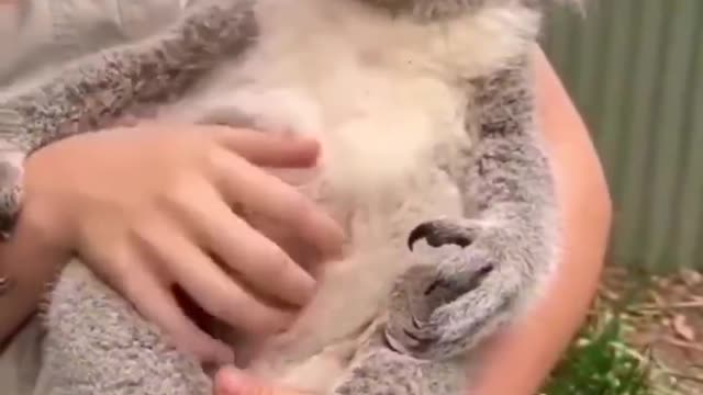 Is the koala playing the piano? I'll do the same for you