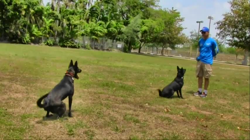 Dog training behind the scenes