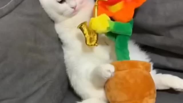 Cute cat funny moments