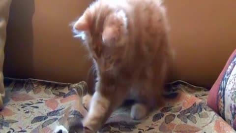 Funny Baby Cat Play