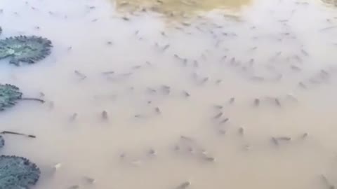 This is a beautiful and charming water-dwelling species